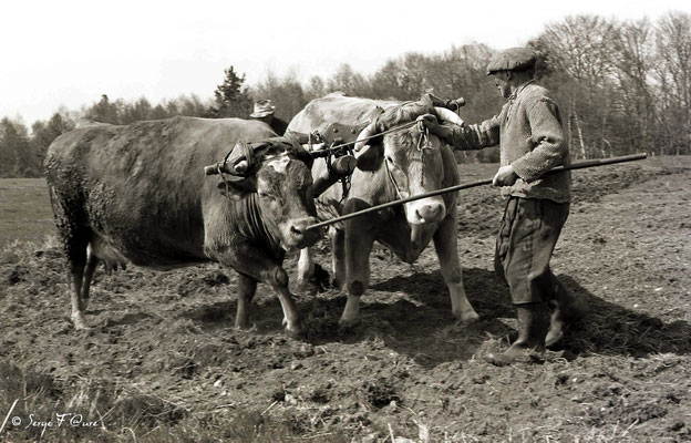 "Les vaches et l'homme" - Paysans au champ avec leurs vaches - 1979 - Auvergne - France 