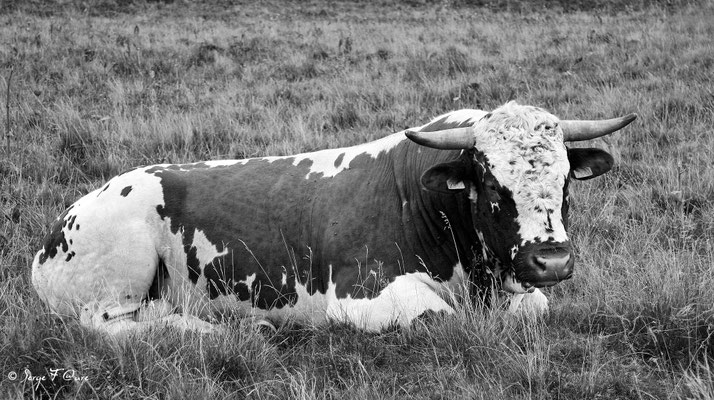 Taureau Ferrandais à la robe Bregniée - Massif du Sancy - Auvergne - France