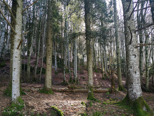 Forêt sur le chemin allant vers Paillers - Mes randonnées - Massif du Sancy - Auvergne - France