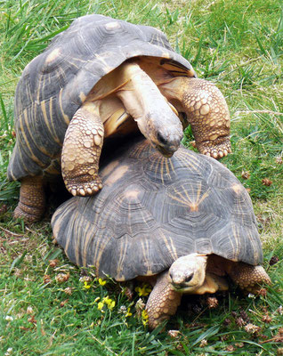 L'accouplement des tortues