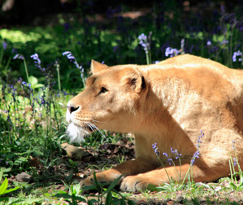 Lionne