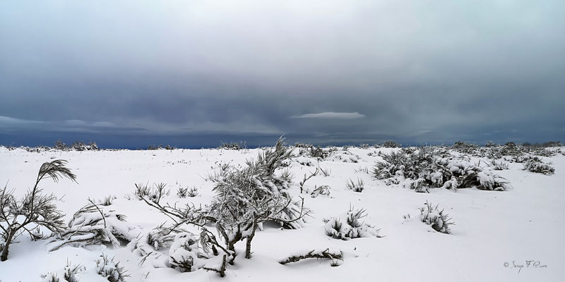 Genets dans la neige  vus des hauts de Murat - Murat le Quaire - Massif du Sancy - Auvergne - France