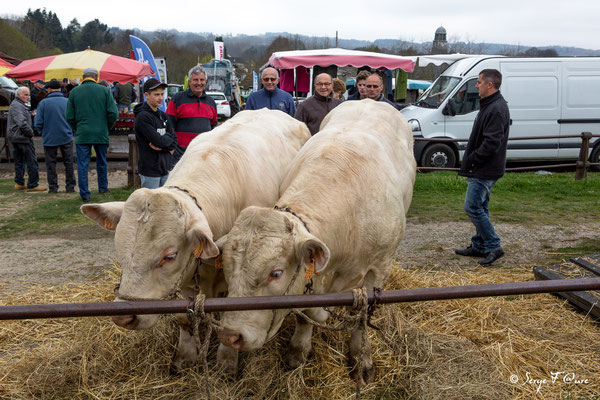 Foire de Giat (les bestiaux) - Auvergne - France (2017)