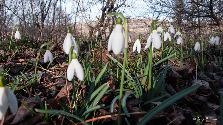 Galanthus nivalis - perce neige - Massif du Sancy - Auvergne - France