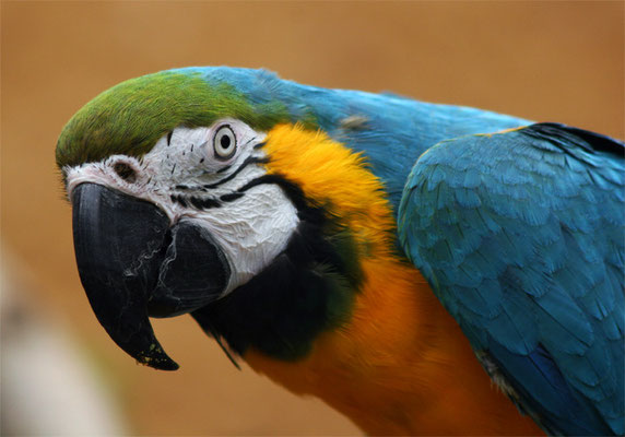 Ara bleu et jaune (Ara ararauna)