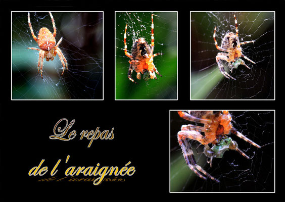 Le repas de l'araignée