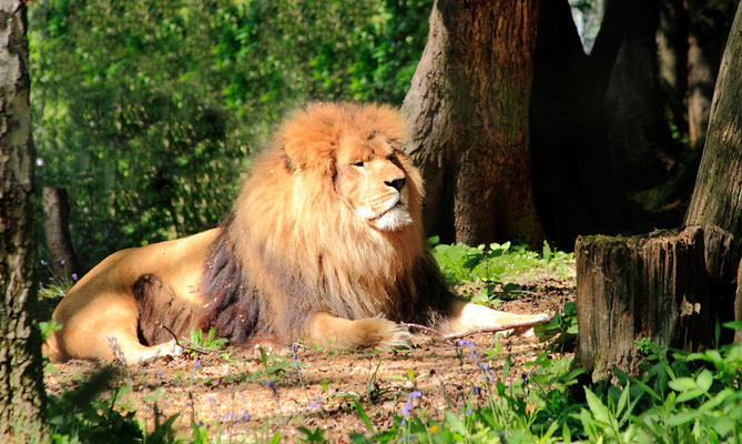 Lion