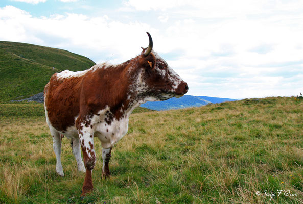 Vache Ferrandaise à la robe Bregniée - Massif du Sancy - Auvergne - France