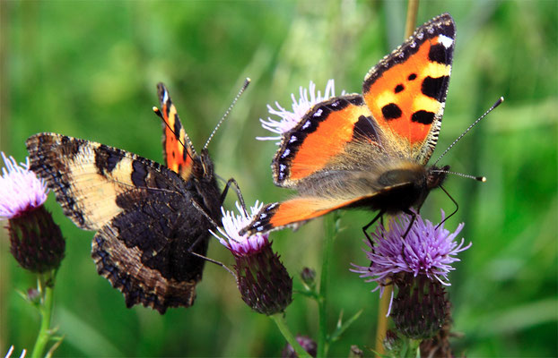 Papillons (lépidoptère) "Petite tortue - Aglais urticae"