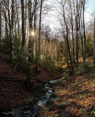 Tout en descendant jusqu'au barrage de la Bourboule par le chemin des Escures Hautes et Basses – commune de Murat-le-Quaire.