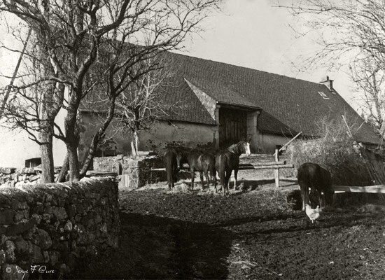 Ferme aux chevaux à St Sauves d'Auvergne (1980) Auvergne - France