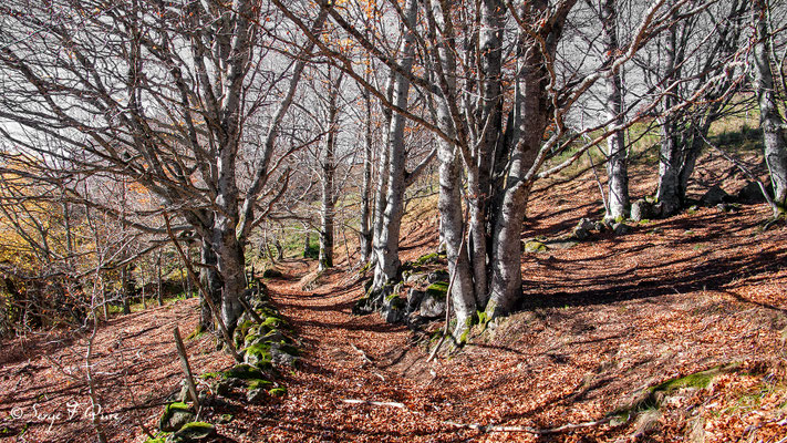 Chemin d'automne entre l'Usclade et chez Tamboine  - Massif du Sancy - Auvergne - France