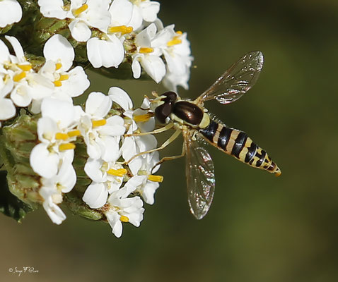 Sphaerophoria scripta femelle, (Syrphe porte-plume, une espèce européenne de diptères de la famille des syrphidés)