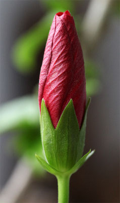 Hibiscus en bouton