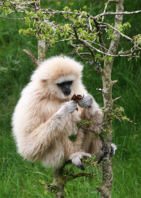 Gibbon - Singe
