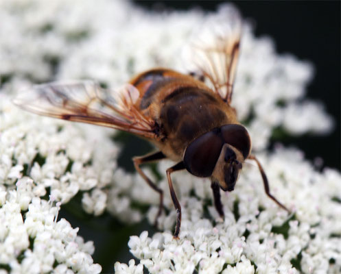 Sphaerophoria scripta femelle, (Syrphe porte-plume, une espèce européenne de diptères de la famille des syrphidés)