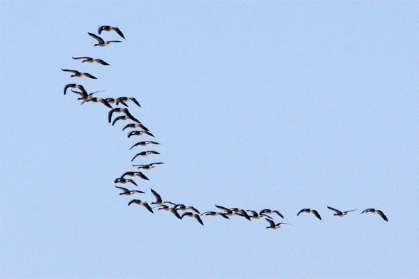 Vol d'oies sauvages en W