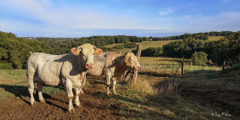 Génisses Blondes d'Aquitaine (Pyrénées) au pré (de Ostabat à St Jean Pied de Port) - France - Sur le chemin de Compostelle