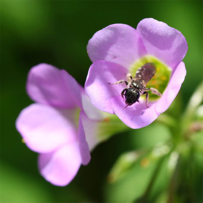 Heriades truncorum