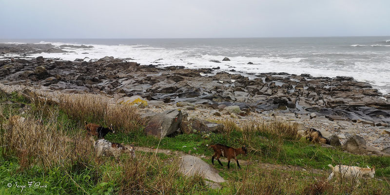  - Sur le chemin de Compostelle par le littoral