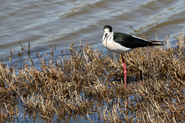 Échasse blanche (Himantopus himantopus) - Réserve Naturelle Nationale de Camargue - Les Saintes Maries de la Mer - Camargue - Bouches du Rhône - France