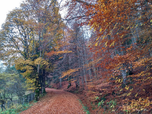 Sur le chemin de la cascade du Rossignolet - Le Mont Dore - Auvergne - France