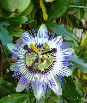 La passiflore officinale (Passiflora incarnata) - Eauze - Gers - Pays de l'Armagnac - France - Sur le chemin de Compostelle 