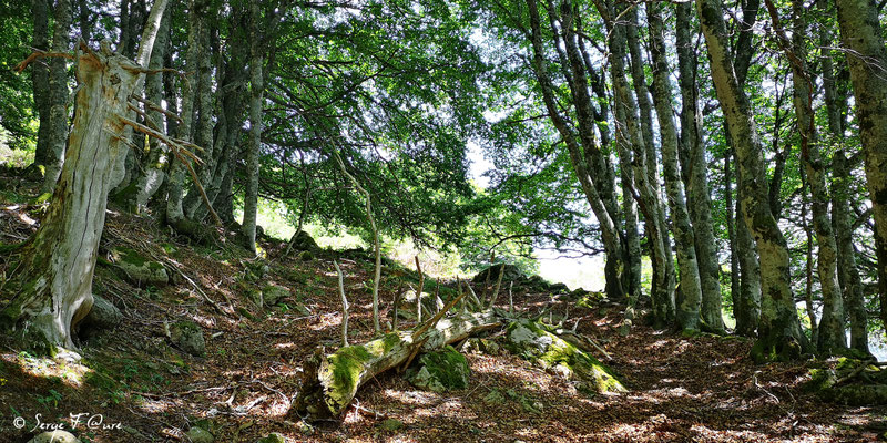 Dans la forêt domaniale du Mont Dore - Massif du Sancy - Auvergne - France