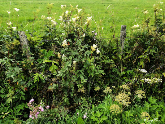 Fleurs de talus au mois d'août peintes