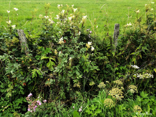 Fleurs de talus au mois d'août peintes