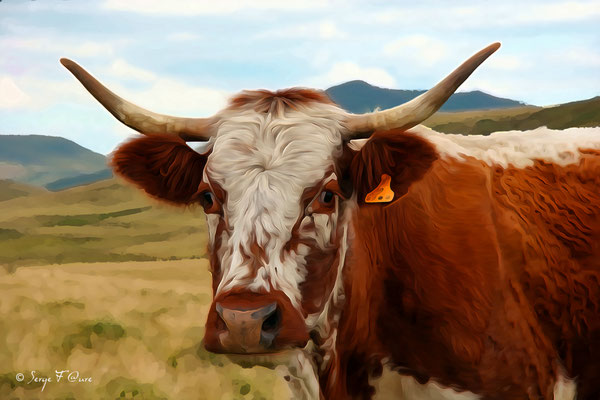 Vache Ferrandaise - Façon photo peinture