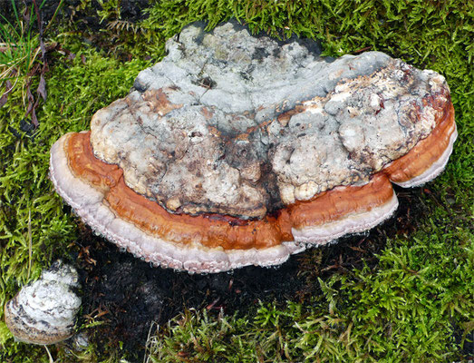 le polypore marginé (Fomitopsis pinicola (Fr.) Karsten) préfère le résineux et dont le bord de la fructification est jaune-orangé