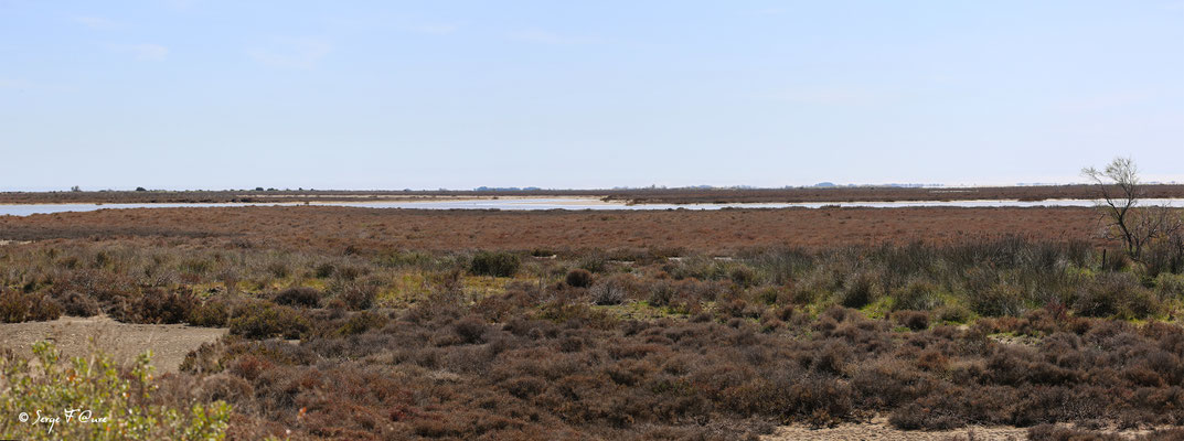 La Réserve Naturelle Nationale de Camargue - Les Saintes Maries de la Mer - Camargue - Bouches du Rhône - France