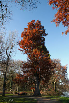 Cyprès chauve (Taxodium distichum) - Parc du château de Rambouillet - Ile de France - Novembre 2011