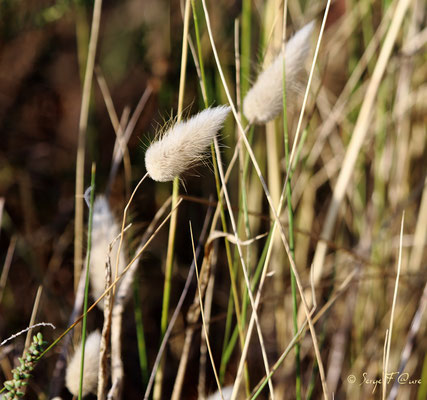 Lagure ovale, appelé aussi gros minet ou queue de lièvre (Lagurus ovatus) - Anciens marais salants à la Sansouïre (Frontignan - Hérault - France)
