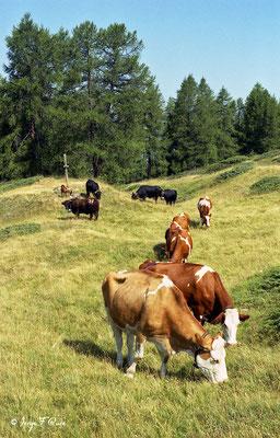 Vaches Montbéliardes - Val d'Hérens - Le Valais - Suisse