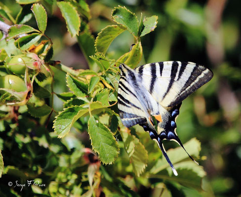 Flambé  P - Iphiclides podalirius - Papillon (lépidoptère)