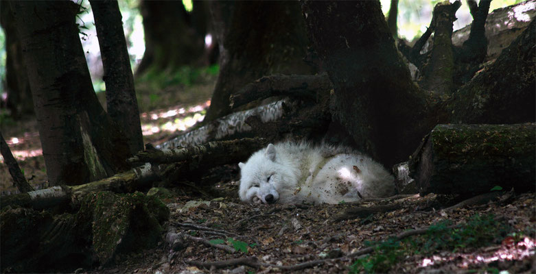 Loup blanc (Canis lupus tundrarum)