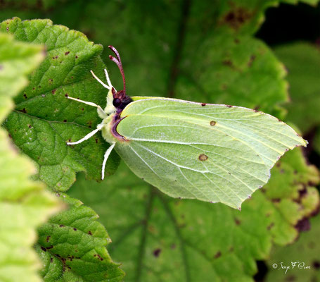 Papillon (lépidoptère) "Citron mâle" (Gonepteryx rhamni)