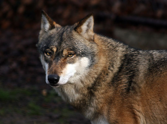 Loup (Canis lupus)
