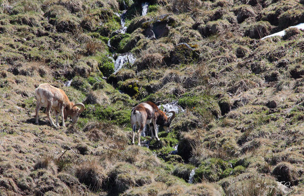 Mouflons au pied du Puy de Sancy - Le Mont Dore - Auvergne - France (Avril 2013)