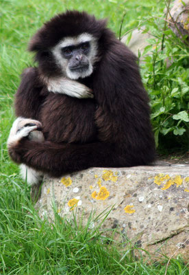 Gibbon à mains blanches - Singe
