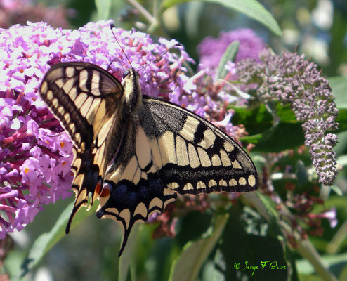 Machaon (papilio machaon) - Papillon (lépidoptère)