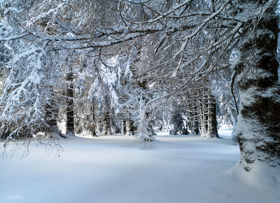 A travers la forêt enneigée - Murat le Quaire - Massif du Sancy - Auvergne - France 