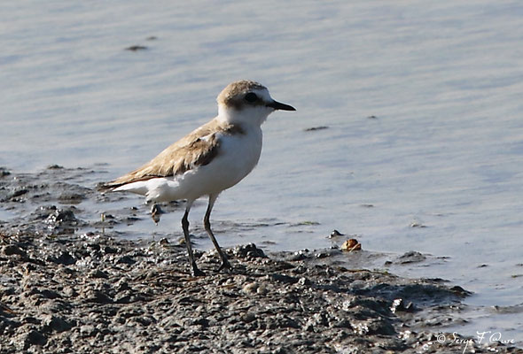 Gravelot à collier interrompu (Charadrius alexandrinus)