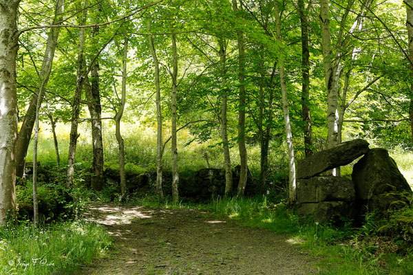Sentier permettant d'aller à la rivière "La Couze Pavin" - Besse et Saint-Anastaise - Massif du Sancy - Auvergne - France