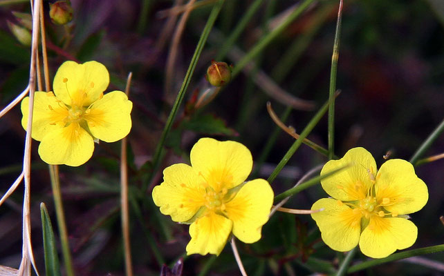 Potentille tormentille, Potentilla erecta