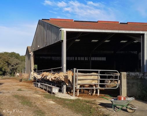 Vaches Blondes d'Aquitaine (Pyrénées) avant la sortie au pré (de Ostabat à St Jean Pied de Port) - France - Sur le chemin de Compostelle