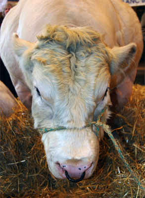 Charolais de face