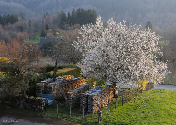 Paysage de printemps à Murat le Quaire - Massif du Sancy - Auvergne - France